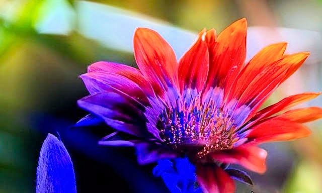 פנס 21 לדים uv לזיהוי עקרבים מינרלים  ופרחים זוהרים בחושך